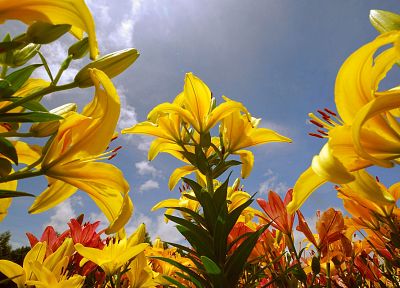 plants, sunlight, yellow flowers, blue skies - random desktop wallpaper