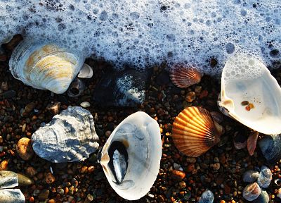 seashells - desktop wallpaper