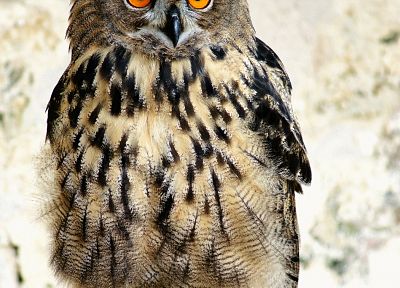 birds, animals, owls - desktop wallpaper