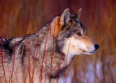 animals, wildlife, wolves - random desktop wallpaper