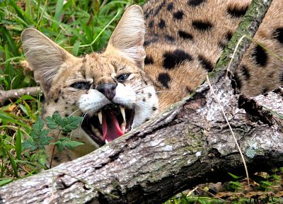 trees, animals, leaves, grass, outdoors, tongue, teeth, angry, serval, spotted, wildcat - duplicate desktop wallpaper