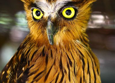 birds, animals, owls - random desktop wallpaper