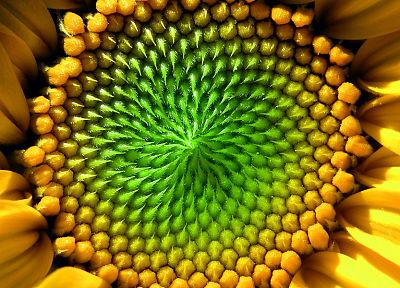 flowers, macro, sunflowers, yellow flowers - random desktop wallpaper