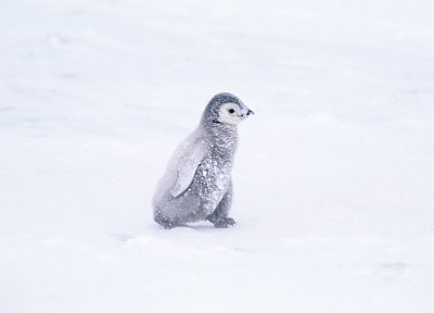 snow, birds, penguins, baby birds - desktop wallpaper