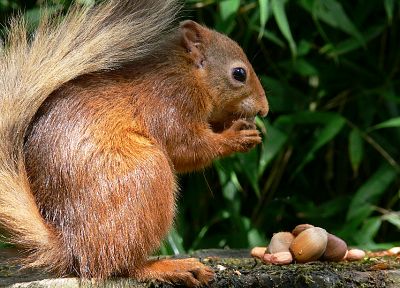 animals, squirrels, nuts - desktop wallpaper
