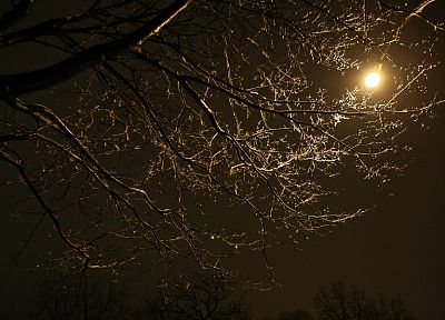 nature, trees, night, skyscapes - related desktop wallpaper
