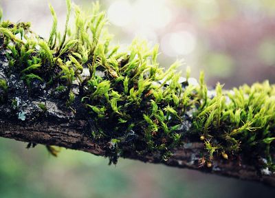 nature, plants, moss, macro, depth of field - related desktop wallpaper