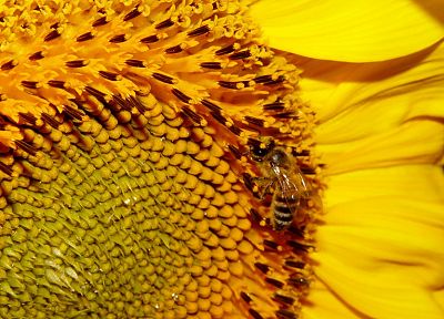 flowers, yellow, insects, bees - random desktop wallpaper