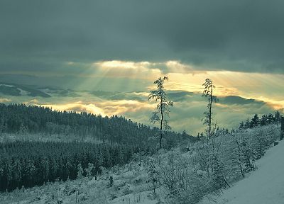 landscapes, nature, winter, forests - desktop wallpaper