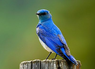 birds, bluebirds - random desktop wallpaper