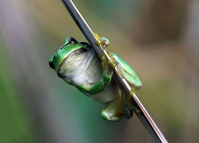animals, frogs - desktop wallpaper