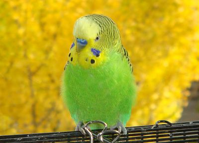 birds, parakeets, budgerigar - random desktop wallpaper