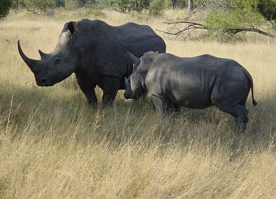 rhinoceros, Africa - random desktop wallpaper