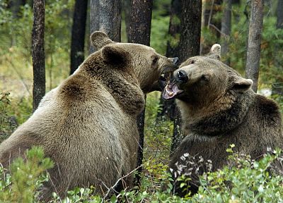 animals, bears - random desktop wallpaper