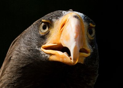 animals, wildlife, eagles, bird of prey - desktop wallpaper