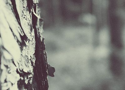 trees, white, forests, bark, depth of field, blurred - related desktop wallpaper