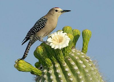 birds, cactus, woodpecker, cactus flowers - random desktop wallpaper