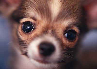 close-up, animals, dogs - desktop wallpaper