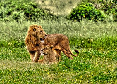 nature, animals, lions - random desktop wallpaper