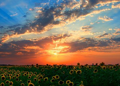 sunset, clouds, landscapes, Sun, fields, sunflowers - desktop wallpaper