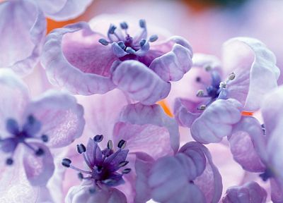 flowers, spring, blossoms, purple flowers - desktop wallpaper
