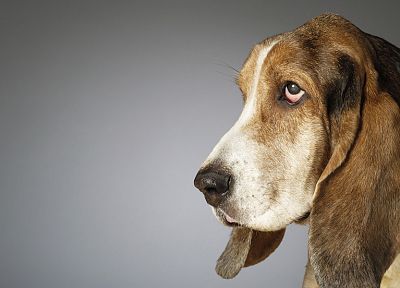 animals, dogs, basset hound - duplicate desktop wallpaper