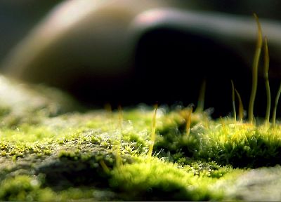 grass, macro, depth of field - random desktop wallpaper