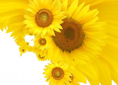flowers, yellow, yellow flowers - random desktop wallpaper