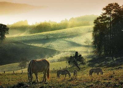 fields, hills, horses - desktop wallpaper