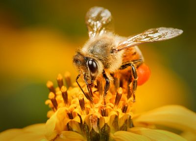 animals, bees - duplicate desktop wallpaper