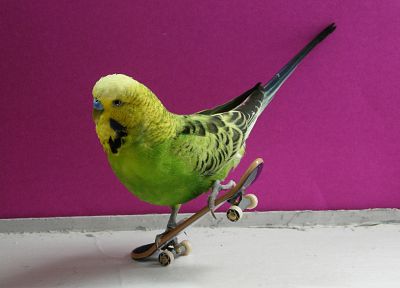 birds, skateboarding - random desktop wallpaper