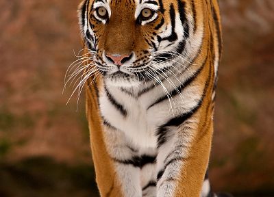 tigers - related desktop wallpaper