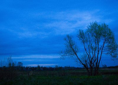 trees, dark, night, Russia - desktop wallpaper