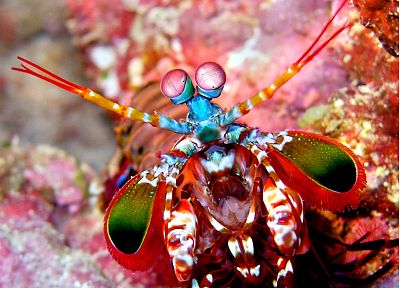 animals, mantis, underwater, peacocks, shrimp - related desktop wallpaper