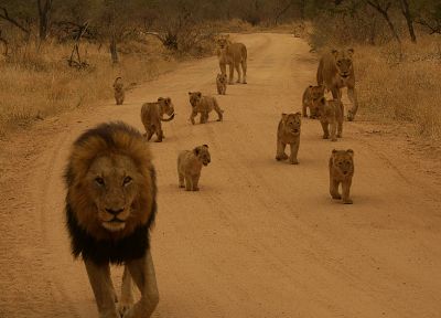 sand, animals, roads, cubs, lions - desktop wallpaper