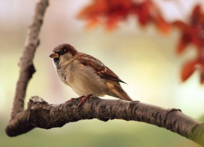 close-up, nature, birds, sparrow - desktop wallpaper