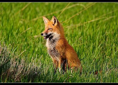 animals, foxes - related desktop wallpaper