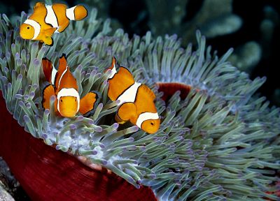 fish, clownfish, sea anemones, sea - random desktop wallpaper