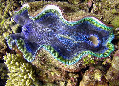 giant clam, clam - desktop wallpaper
