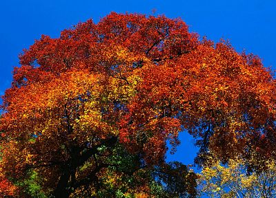 nature, trees, autumn, plants - desktop wallpaper