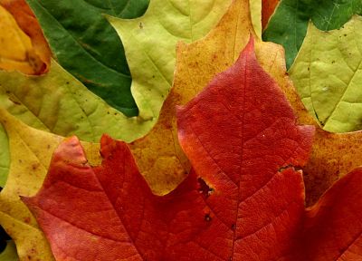 leaf, autumn - random desktop wallpaper