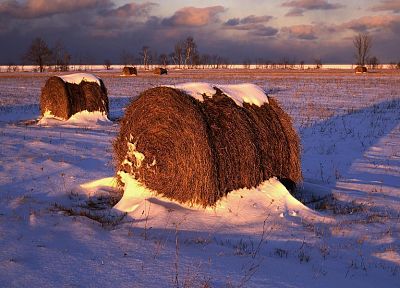 snow, trees, hay - desktop wallpaper