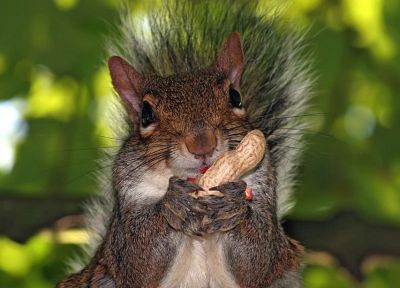 animals, squirrels - random desktop wallpaper