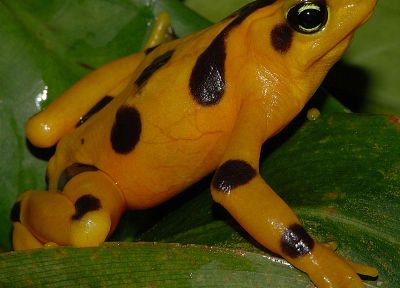 frogs, amphibians, Poison Dart Frogs - related desktop wallpaper