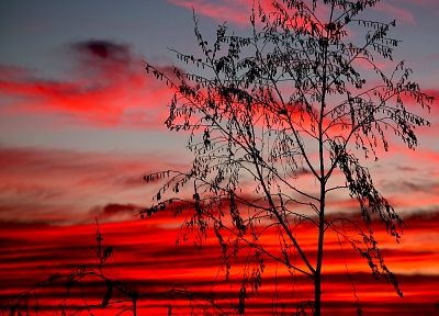 sunset, clouds, landscapes, trees - duplicate desktop wallpaper