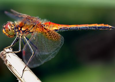 dragonflies - duplicate desktop wallpaper