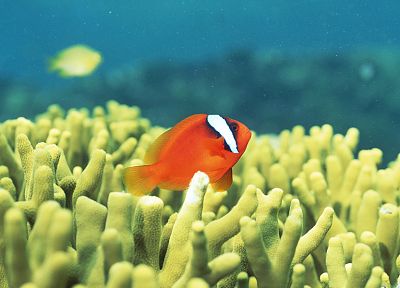 fish, clownfish, sea anemones - desktop wallpaper