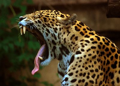 jaguars, yawns - desktop wallpaper