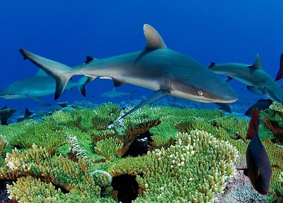 sharks, diving, underwater - random desktop wallpaper