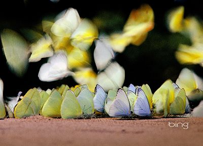 nature, butterflies - desktop wallpaper